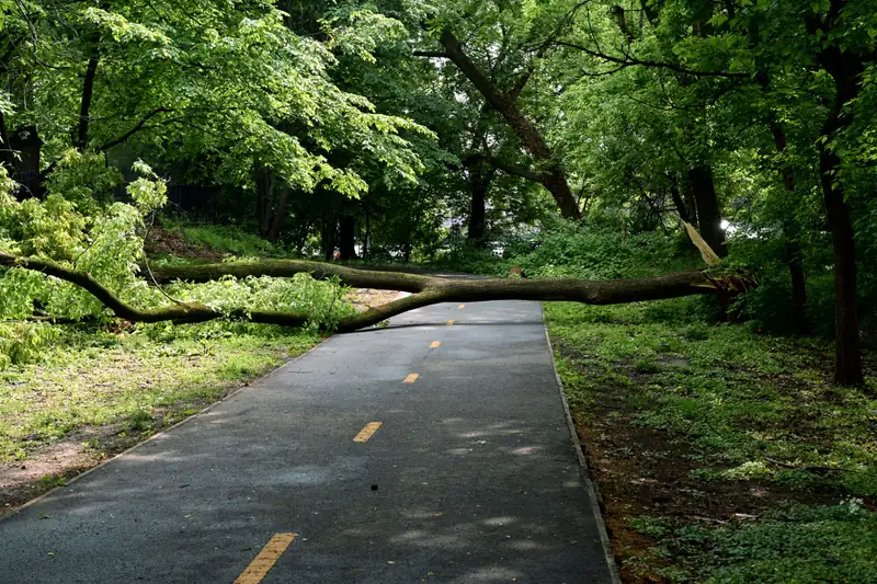 Fallen tree lying across a paved path in a park