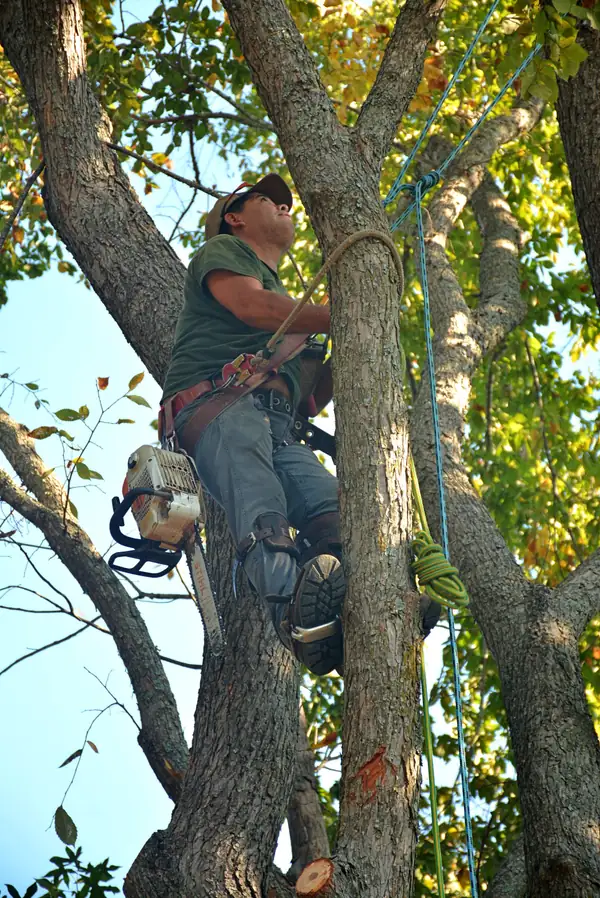 Climber with a chainsaw pruning from inside a leafy canopy