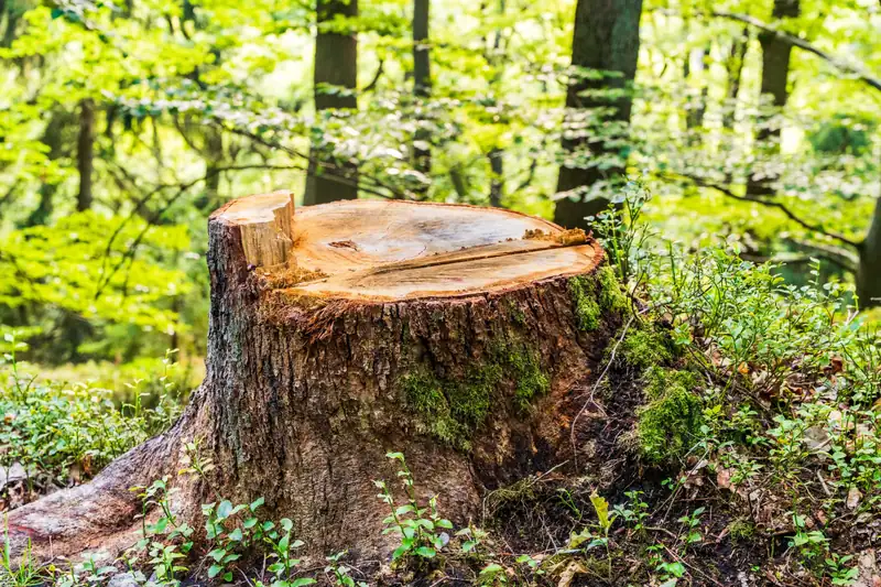 Freshly cut stump in a green forest clearing