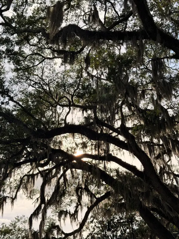 Sunlight through live oaks draped with Spanish moss in Gainesville