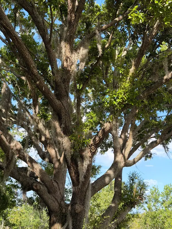 Large oak with spreading limbs against a summer sky in Florida