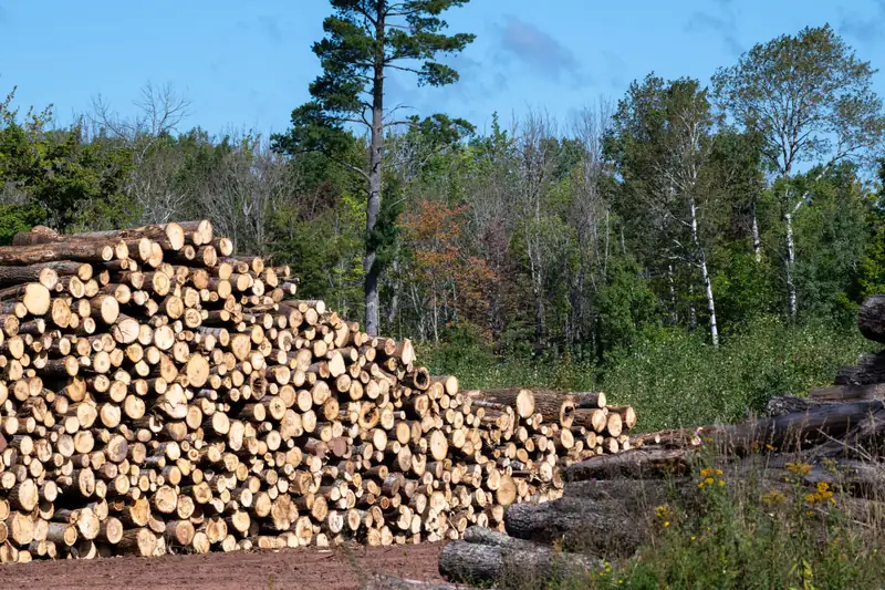 A long pile of cut pine logs beside a stand of trees under a blue sky