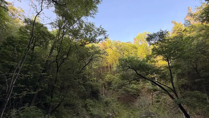 Tree canopy seen from the lower observation deck at Devil's Millhopper in Gainesville