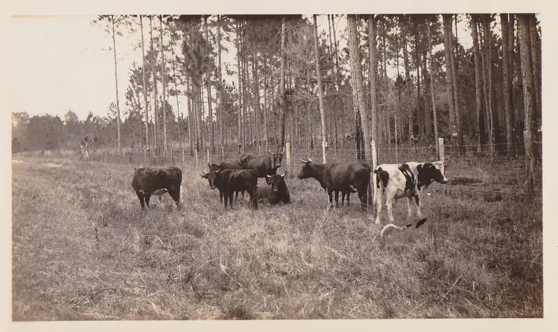 Historic photo of cattle grazing beside pines along Newberry Road outside Gainesville around 1929