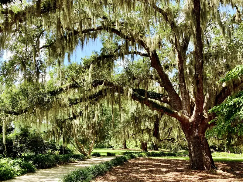 Wide live oak draped in Spanish moss shading a garden path