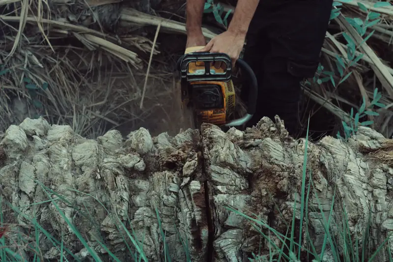 Chainsaw cutting through a palm trunk