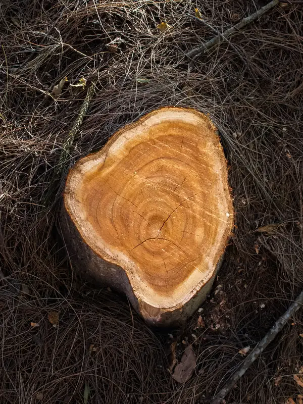 Fresh pine stump in pine straw