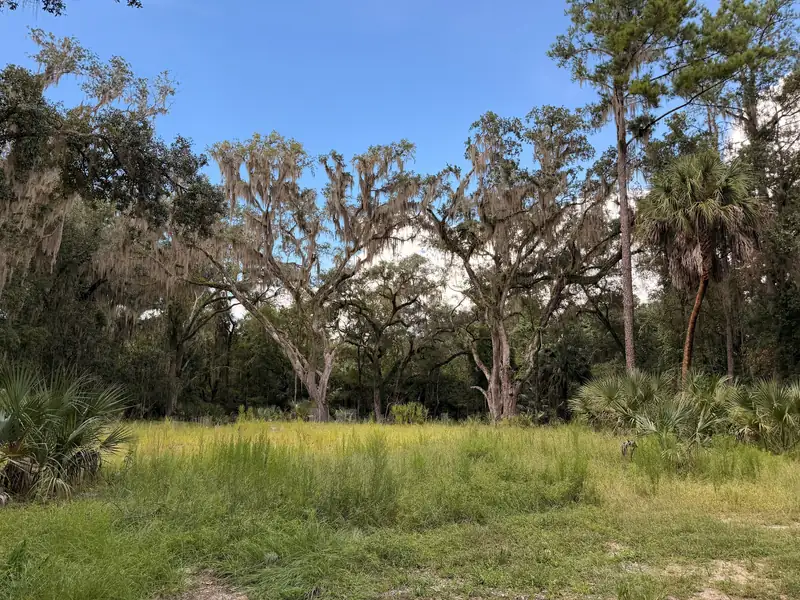 Live oaks draped in Spanish moss beside cabbage palms at Paynes Prairie near Micanopy