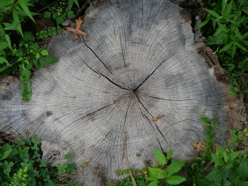 Weathered stump showing its growth rings