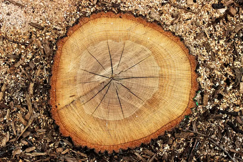 Freshly cut stump with clear growth rings sitting in sawdust